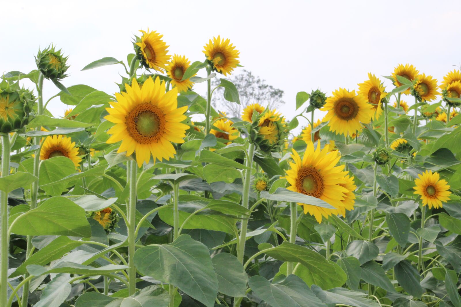 Canon EOS 1300D (EOS Rebel T6 / EOS Kiss X80) sample photo. Sunflowers, plants, yellow photography