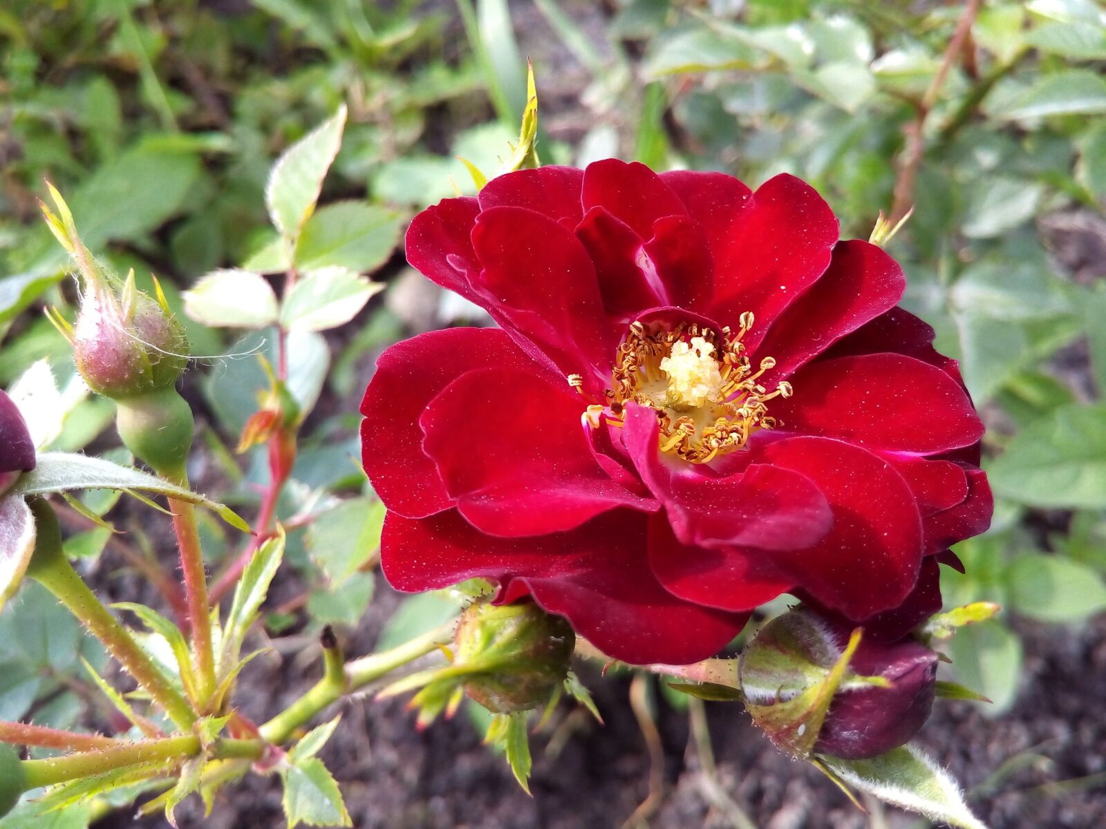 ASUS ZenFone Go (ZC500TG) sample photo. Rose, park, red photography
