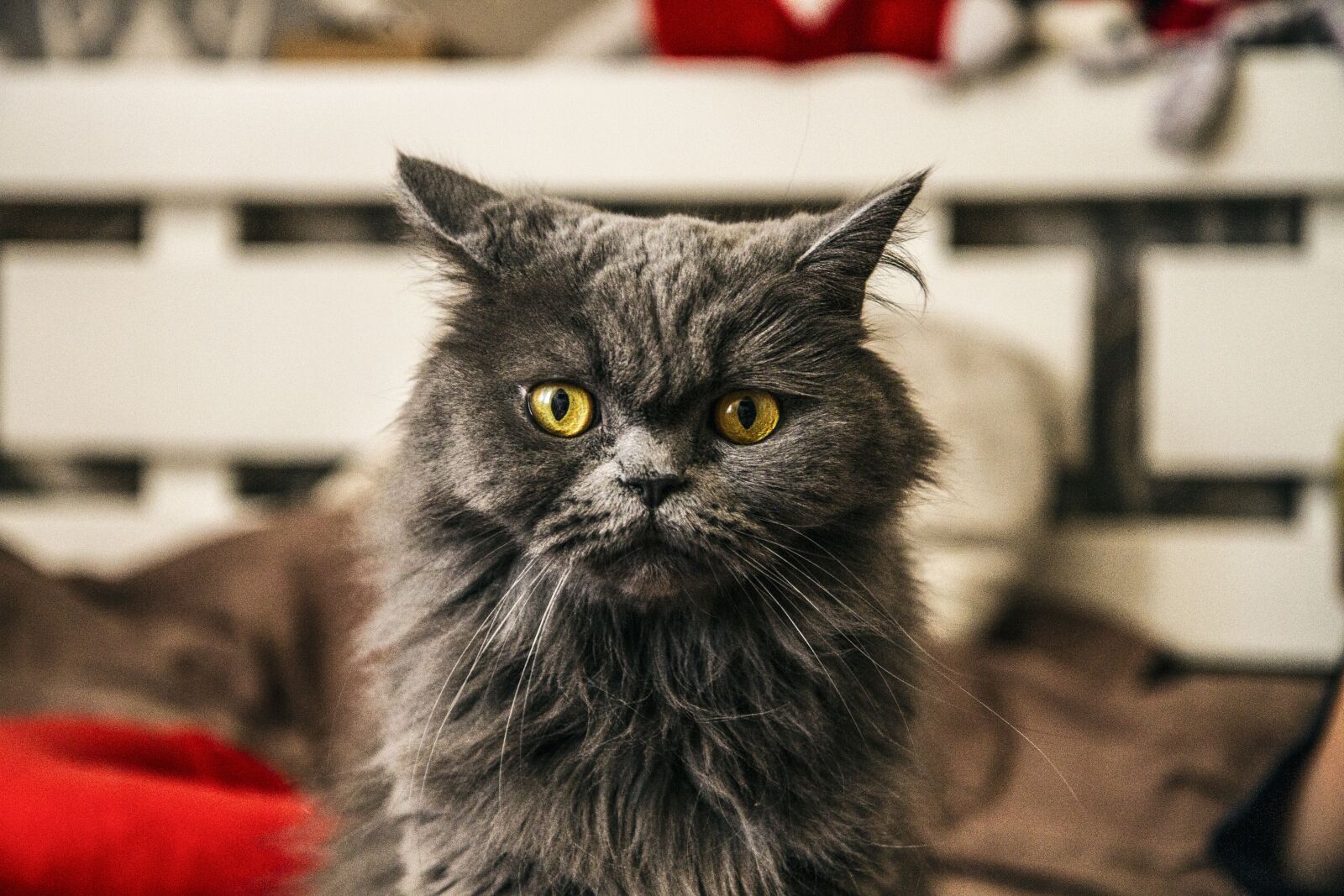 Canon EOS 7D sample photo. Cat, portrait, animal photography