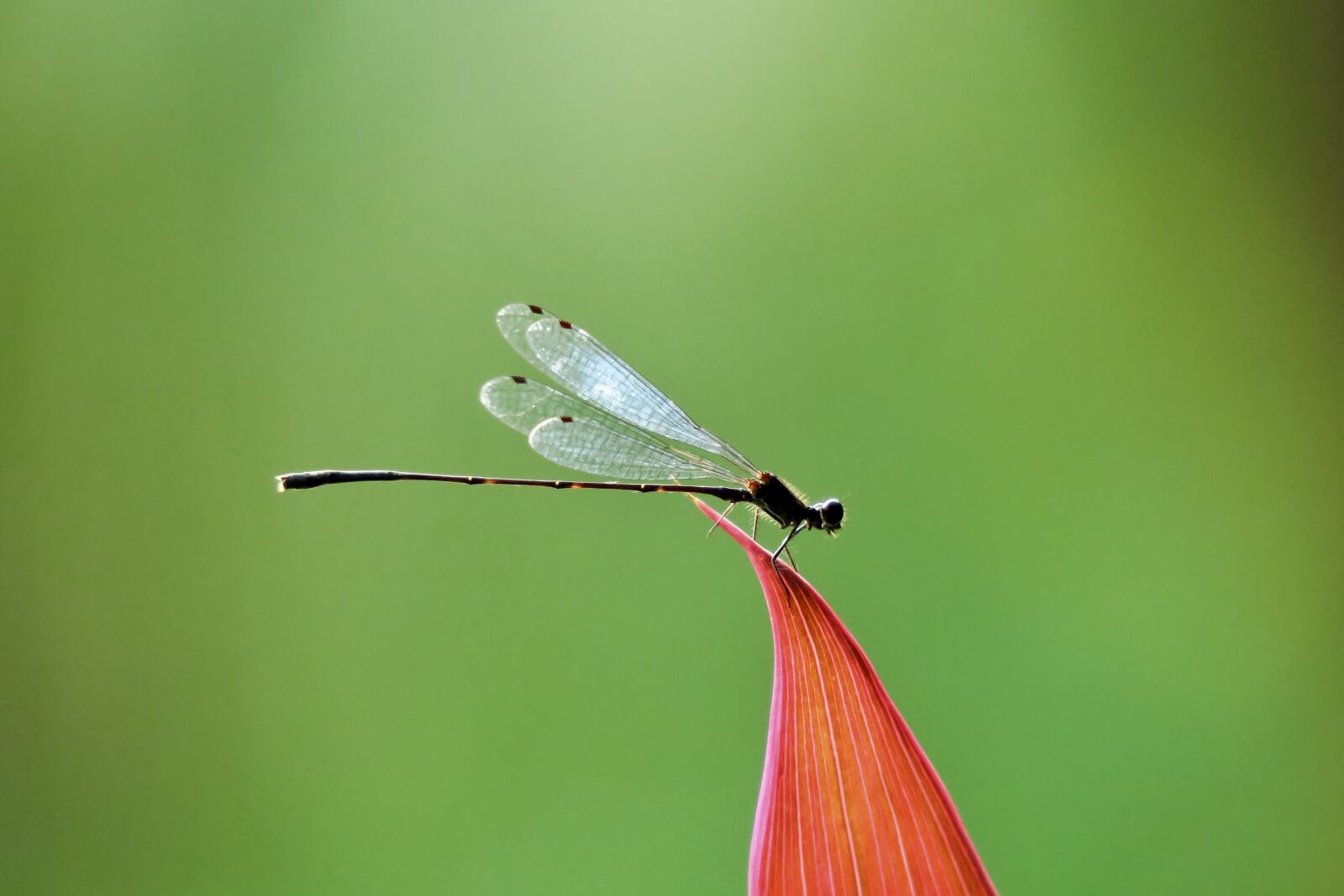 Canon PowerShot G3 X sample photo. Damselfly, quentin chong, wings photography