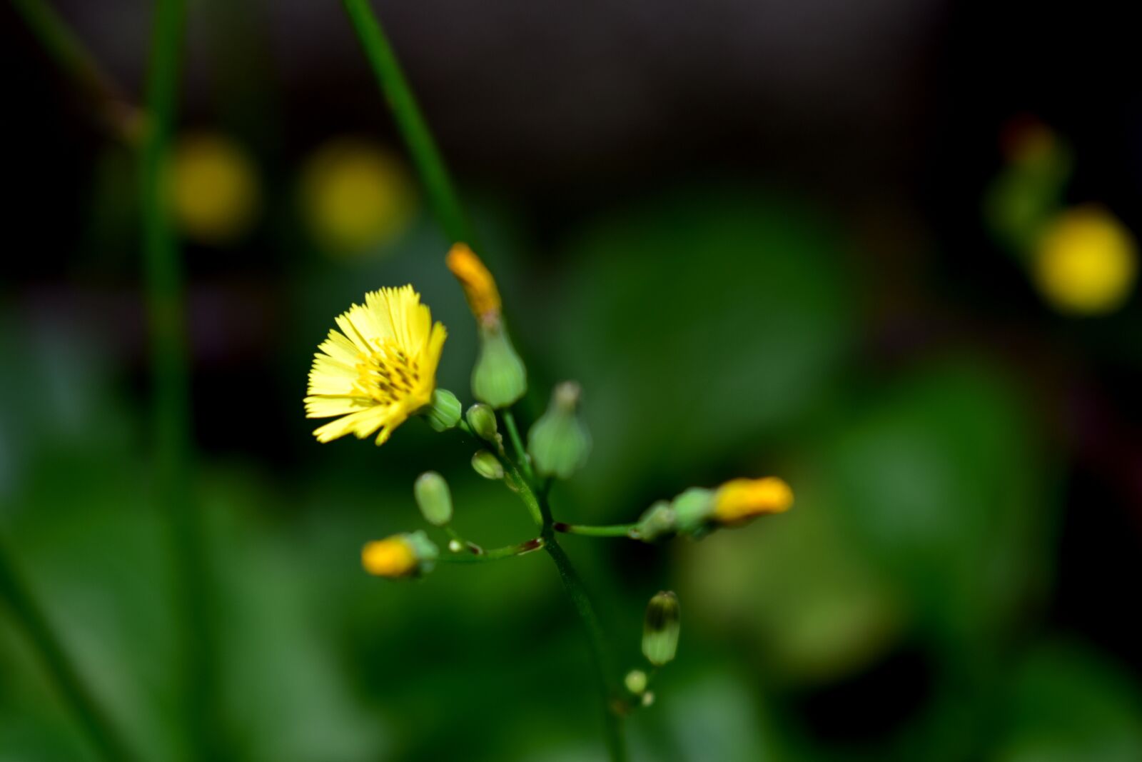 Nikon D5600 sample photo. Flower, garden, plant photography