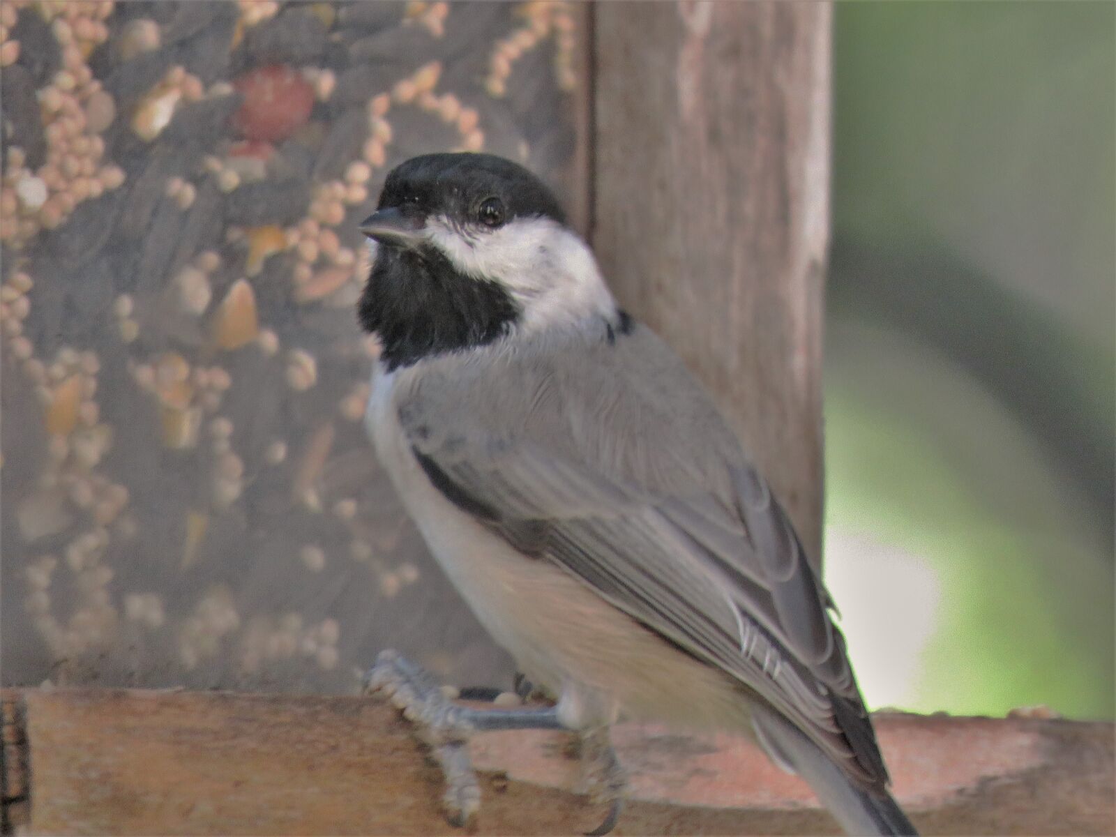 Canon PowerShot SX60 HS sample photo. Bird, tiny, close up photography