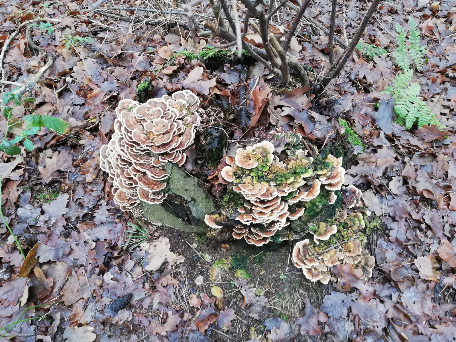 HUAWEI Mate 10 Lite sample photo. Forest, autumn, mushroom photography