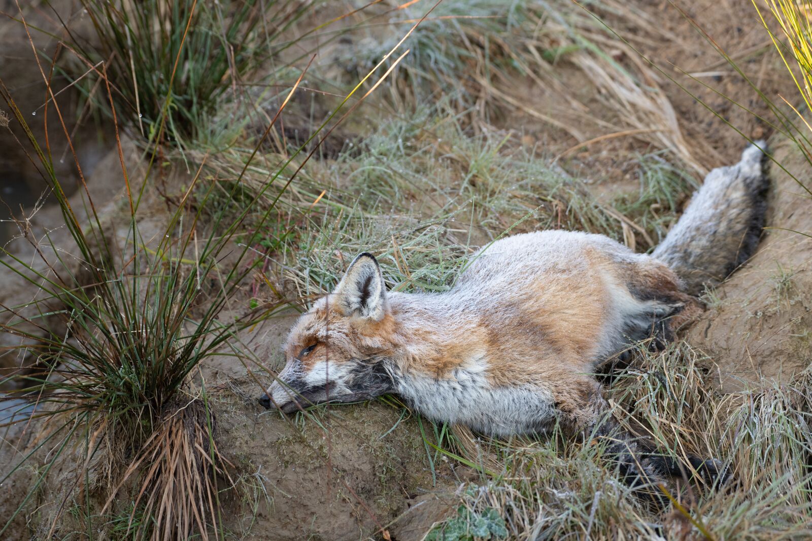 Nikon D850 sample photo. Fox, red fox, dead photography