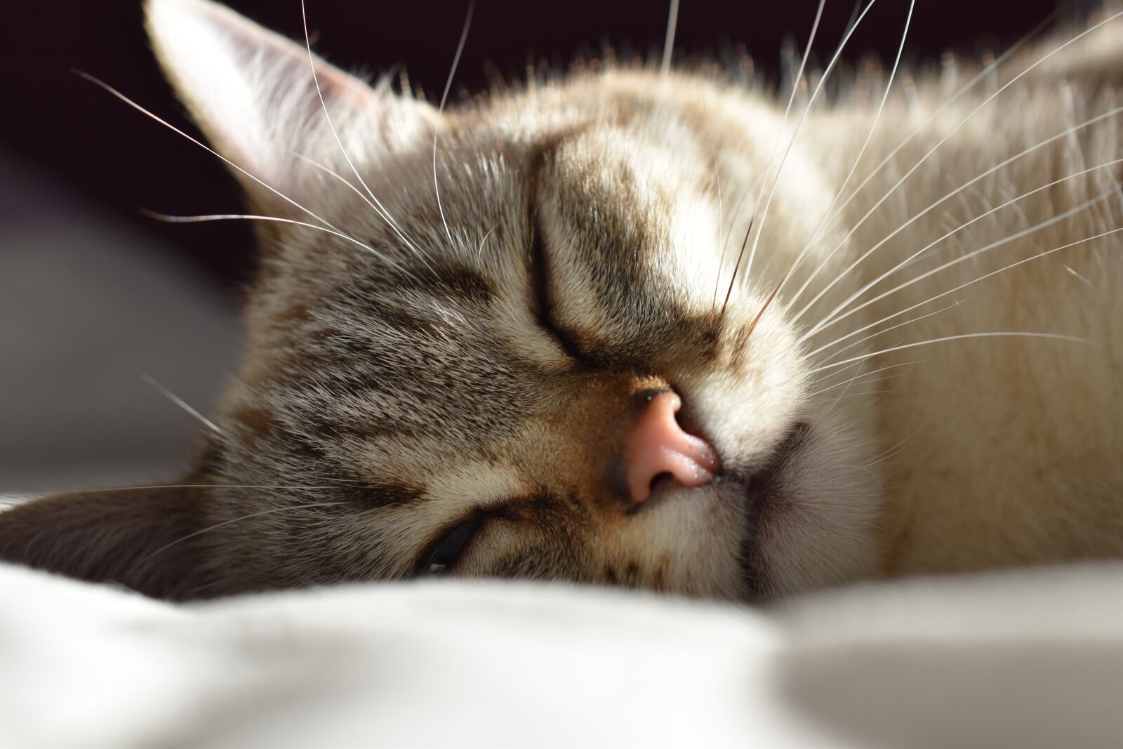 Nikon D5600 sample photo. Cat, animal, eyes photography