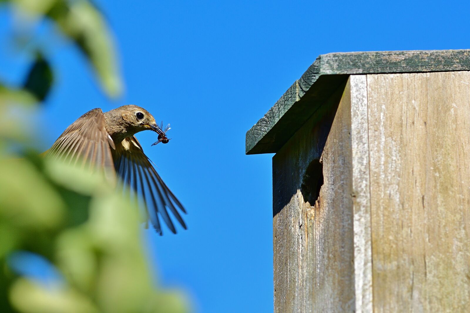 Nikon D5200 sample photo. Common redstart, bird, songbird photography