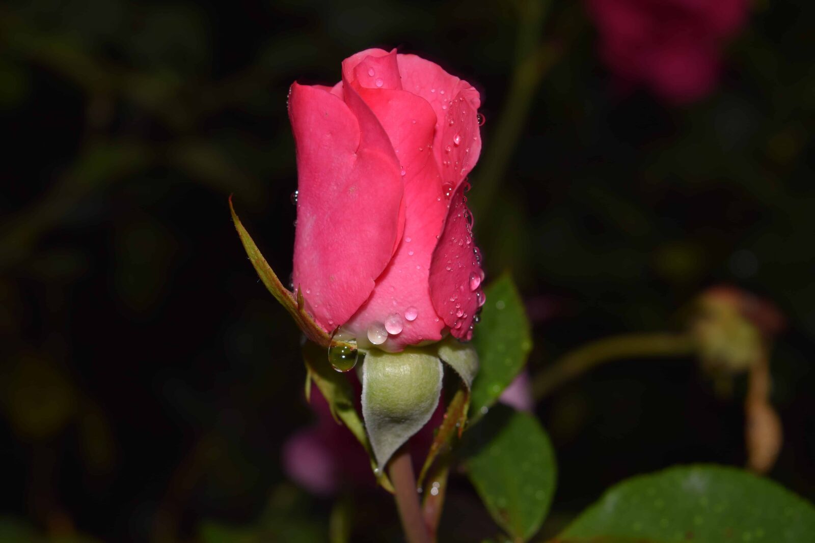 Nikon D3300 sample photo. Dew, raindrop, rose, flower photography