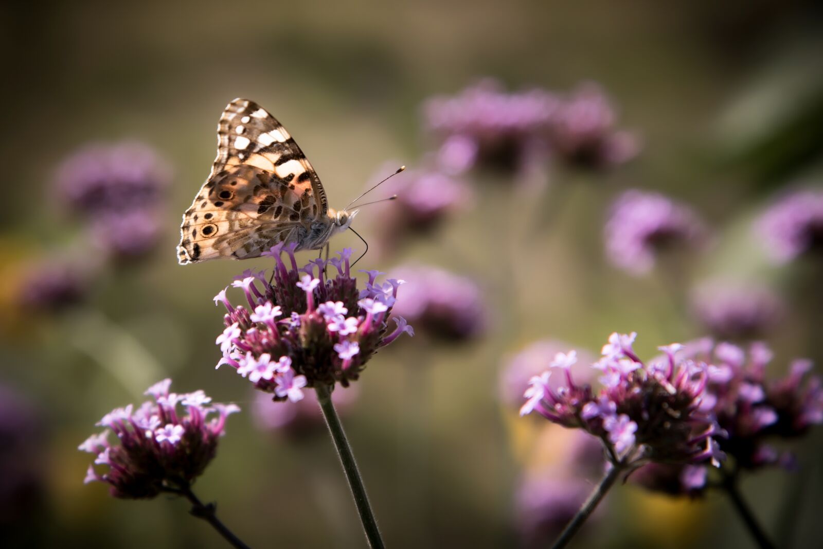 Canon EOS 7D Mark II sample photo. Insects, flowers, butterfly photography