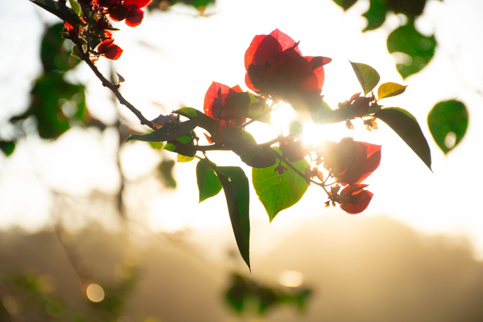 Nikon D7200 sample photo. Flower, plant, bloom photography