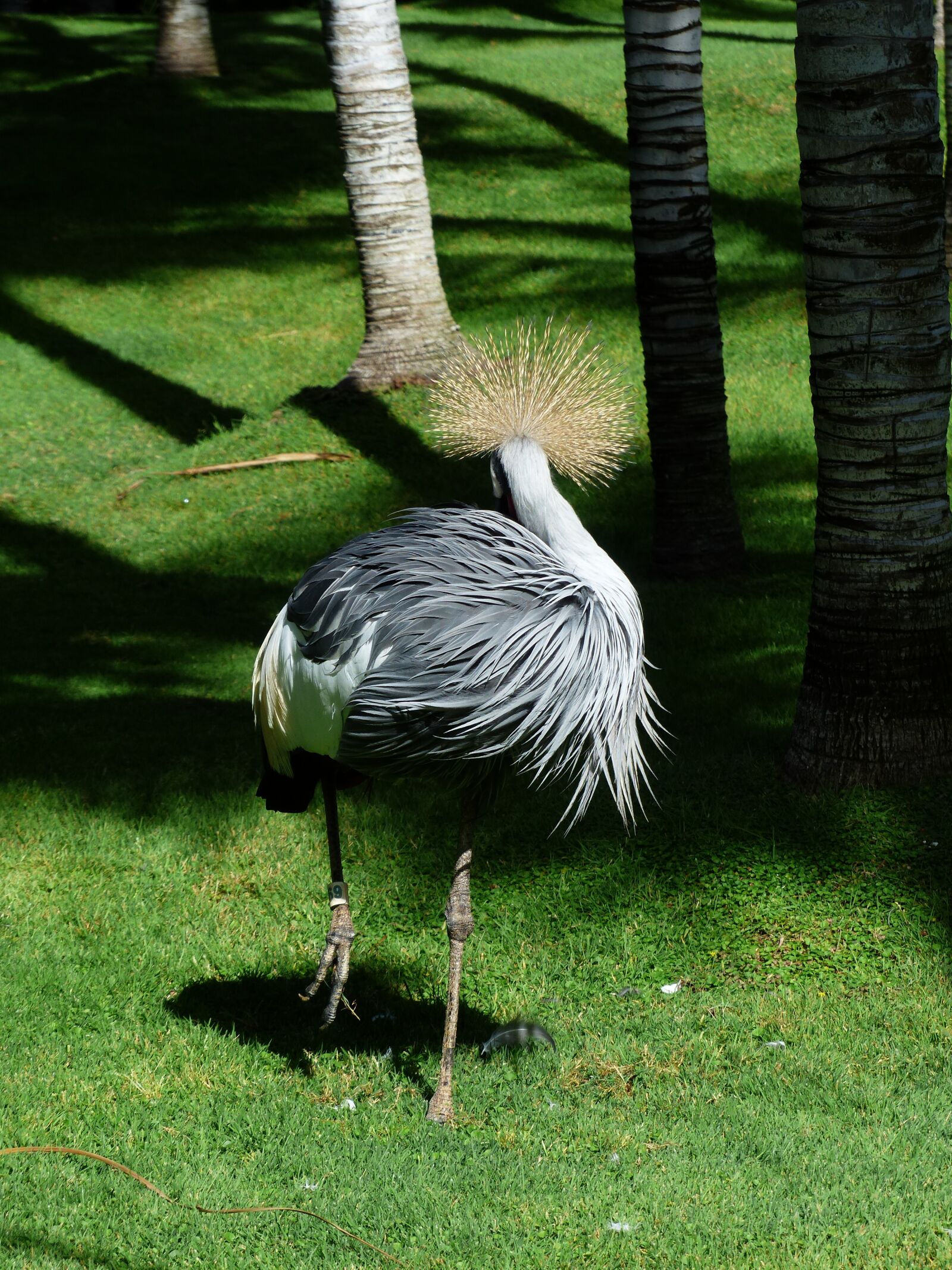 Panasonic Lumix DMC-FZ200 sample photo. Spring crown, crane, bird photography