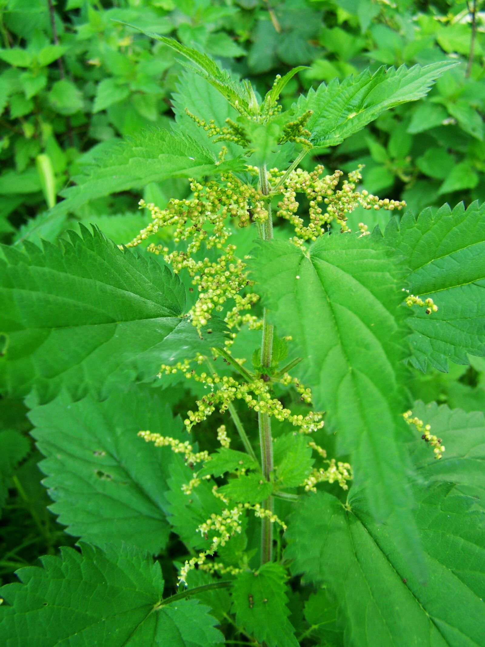 Kodak EASYSHARE ZD710 ZOOM DIGITAL CAMERA sample photo. Stinging nettle, agra plant photography