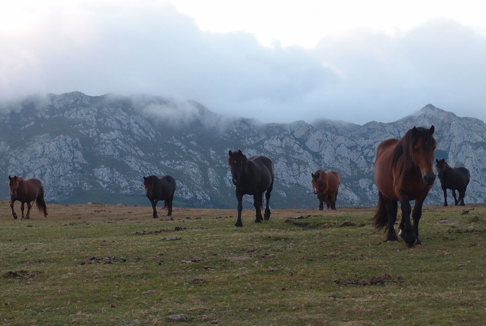 Olympus XZ-1 sample photo. Horses, nature, mountains photography