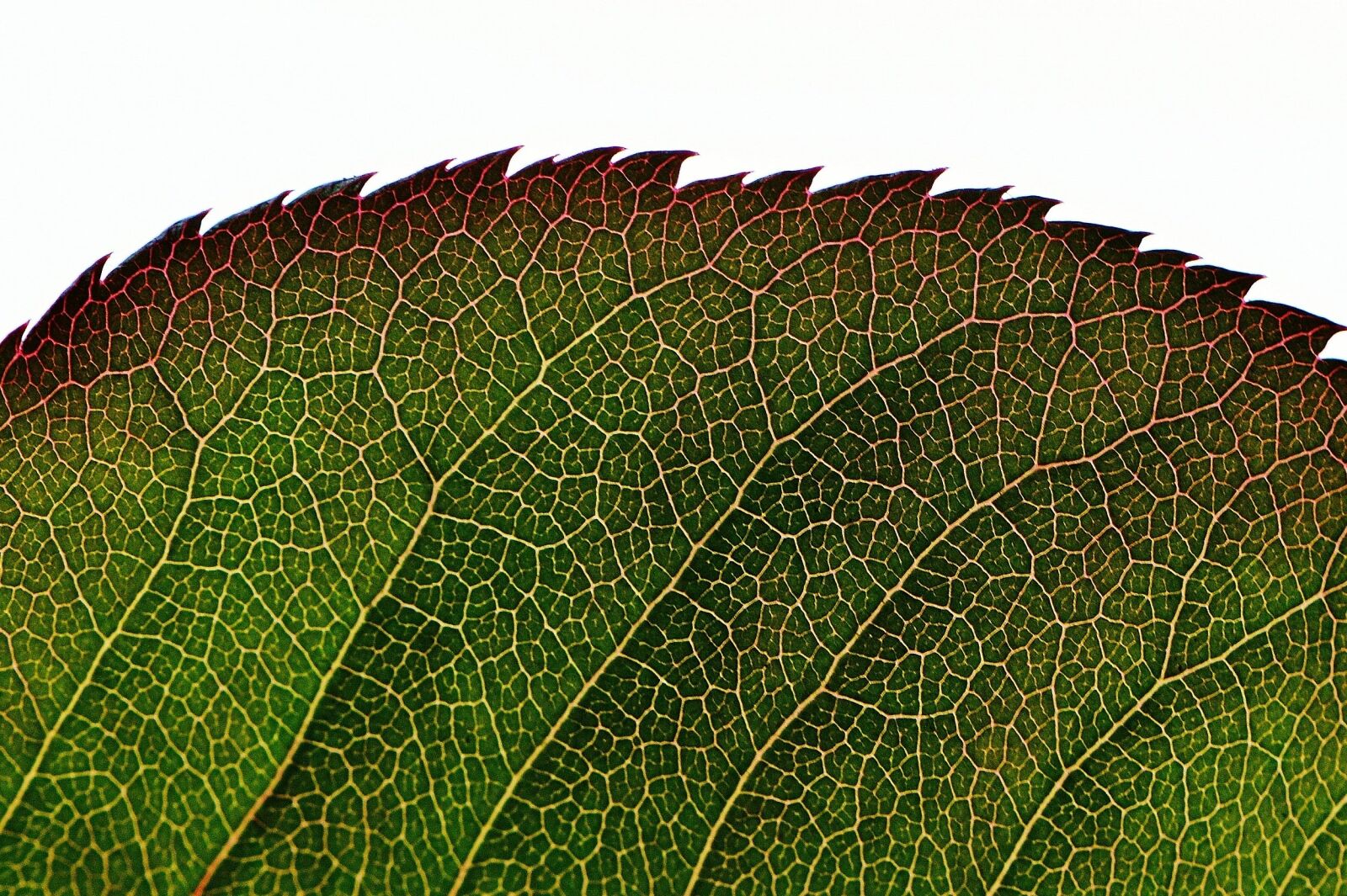 Nikon D3200 sample photo. Rosenblatt, green, plant photography