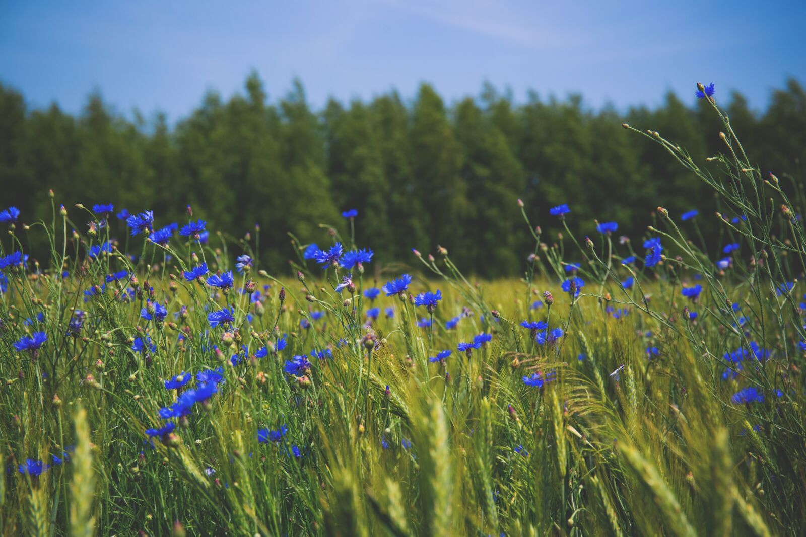 Canon EF 24-70mm F4L IS USM sample photo. Nature, blue, centaurea photography