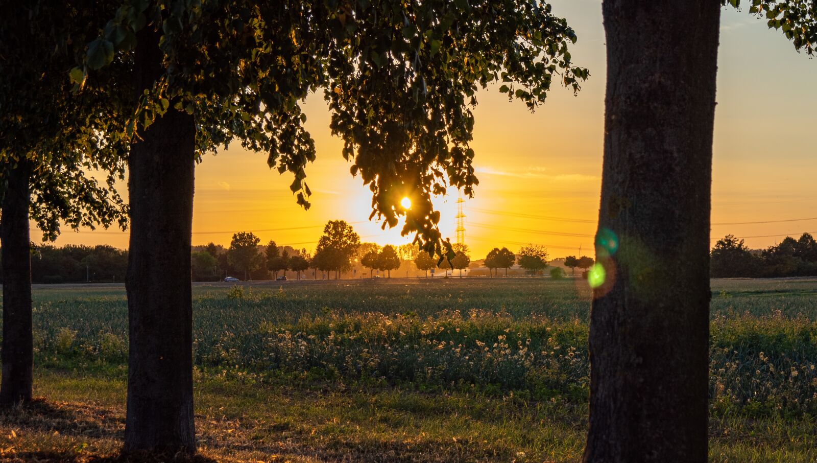 Sony SLT-A68 sample photo. Sunset, trees, meadow photography