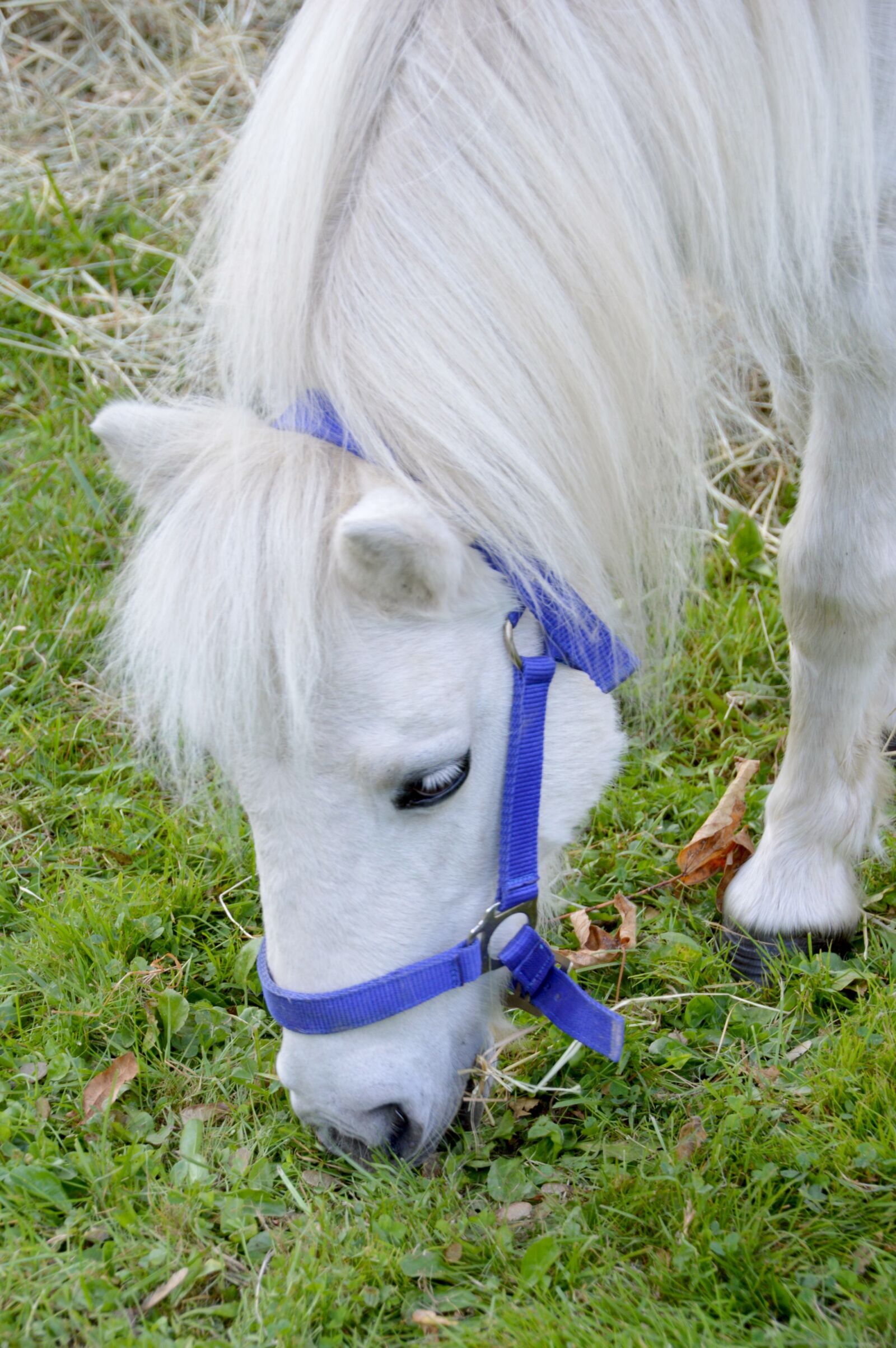 Nikon D3200 sample photo. Pony, horse, mane photography