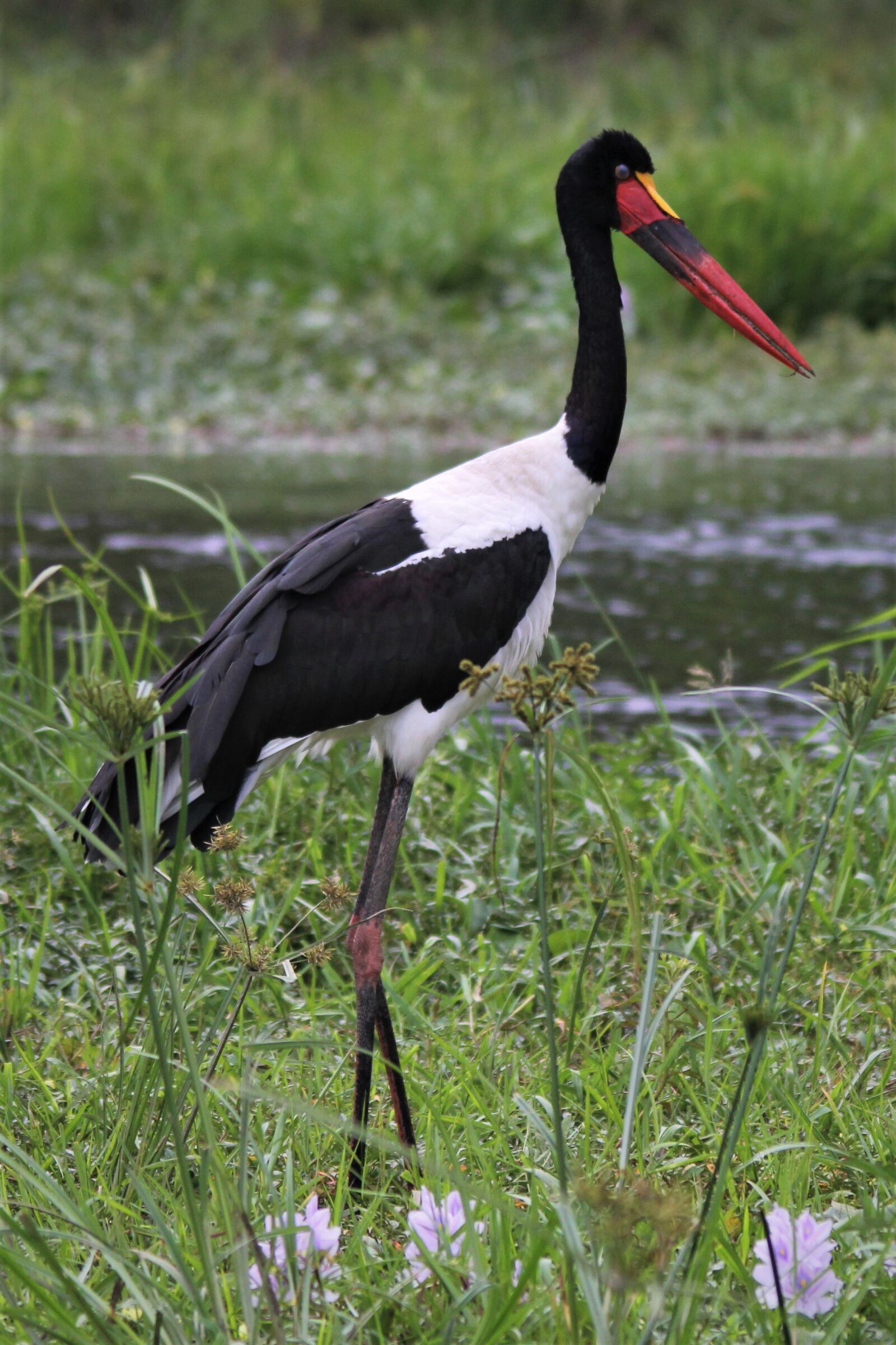 Canon EOS 60D sample photo. Saddle-billed stork, bird, watching photography