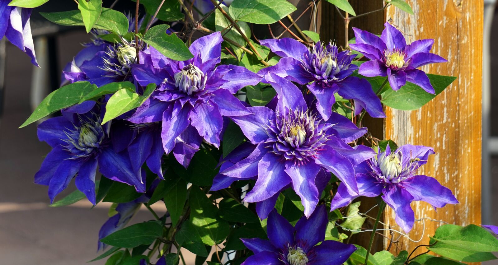 Sony Alpha a5000 (ILCE 5000) + Sony E 55-210mm F4.5-6.3 OSS sample photo. Flower, blue, clematis photography