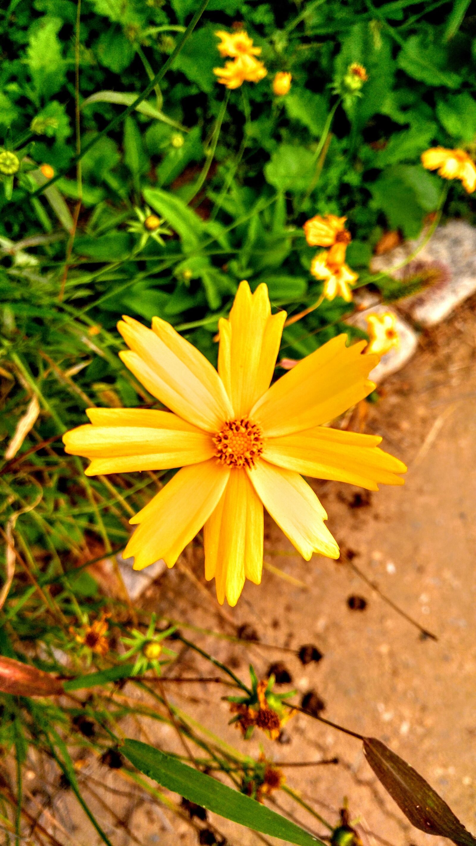 LG V10 sample photo. Flowers, pool, yellow photography