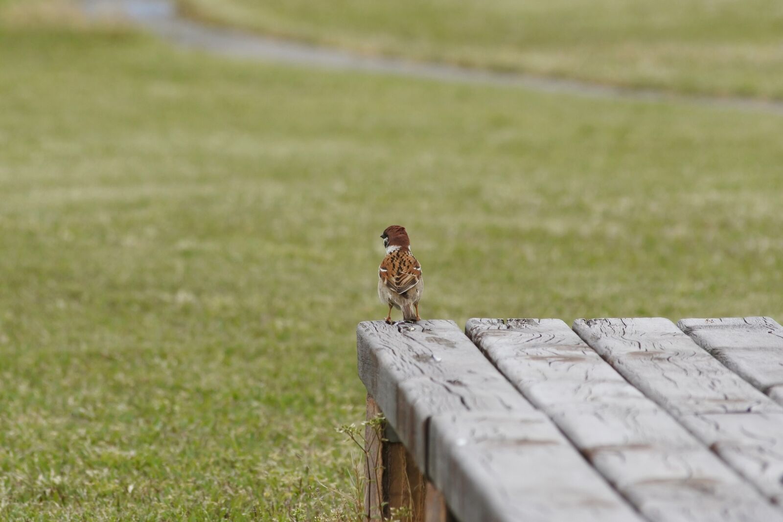 Nikon 1 J5 + VR 55-200mm f/4-5.6G sample photo. Animal, wild birds, little photography
