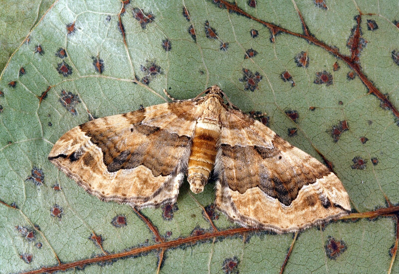 Canon EOS 350D (EOS Digital Rebel XT / EOS Kiss Digital N) sample photo. Moth, close up, nature photography