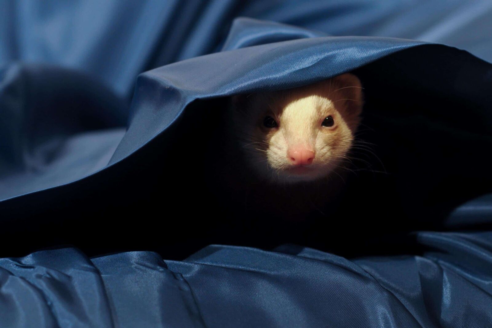 Nikon D300 sample photo. Rodent, weasel, blanket, portrait photography
