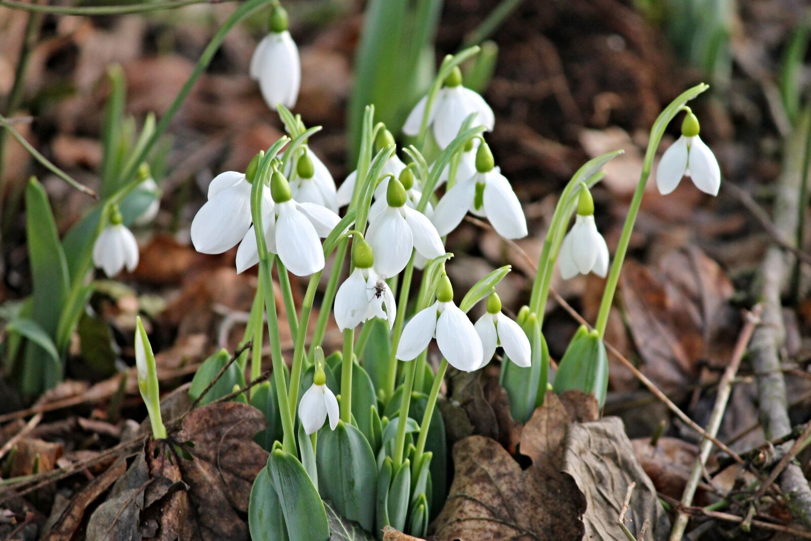 Canon EOS 1100D (EOS Rebel T3 / EOS Kiss X50) sample photo. Snowdrop, spring, signs of photography