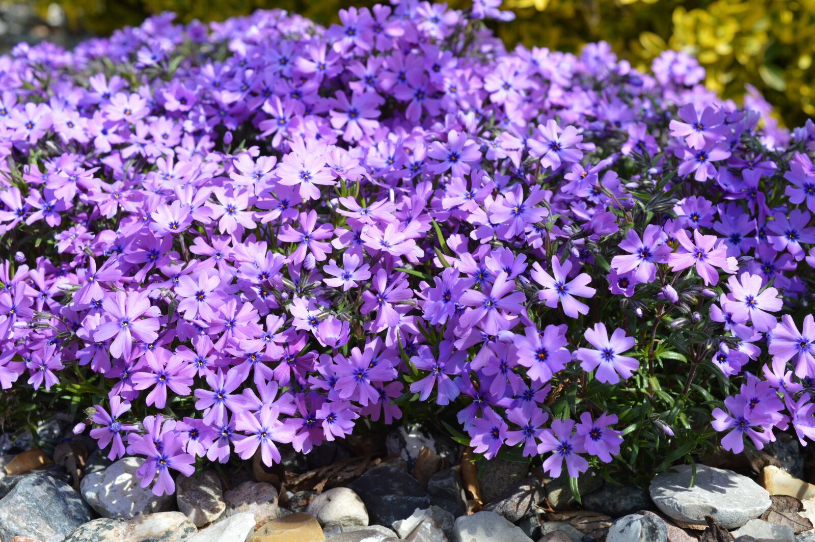 Nikon D3200 sample photo. Phlox, cushion phlox, carpet photography