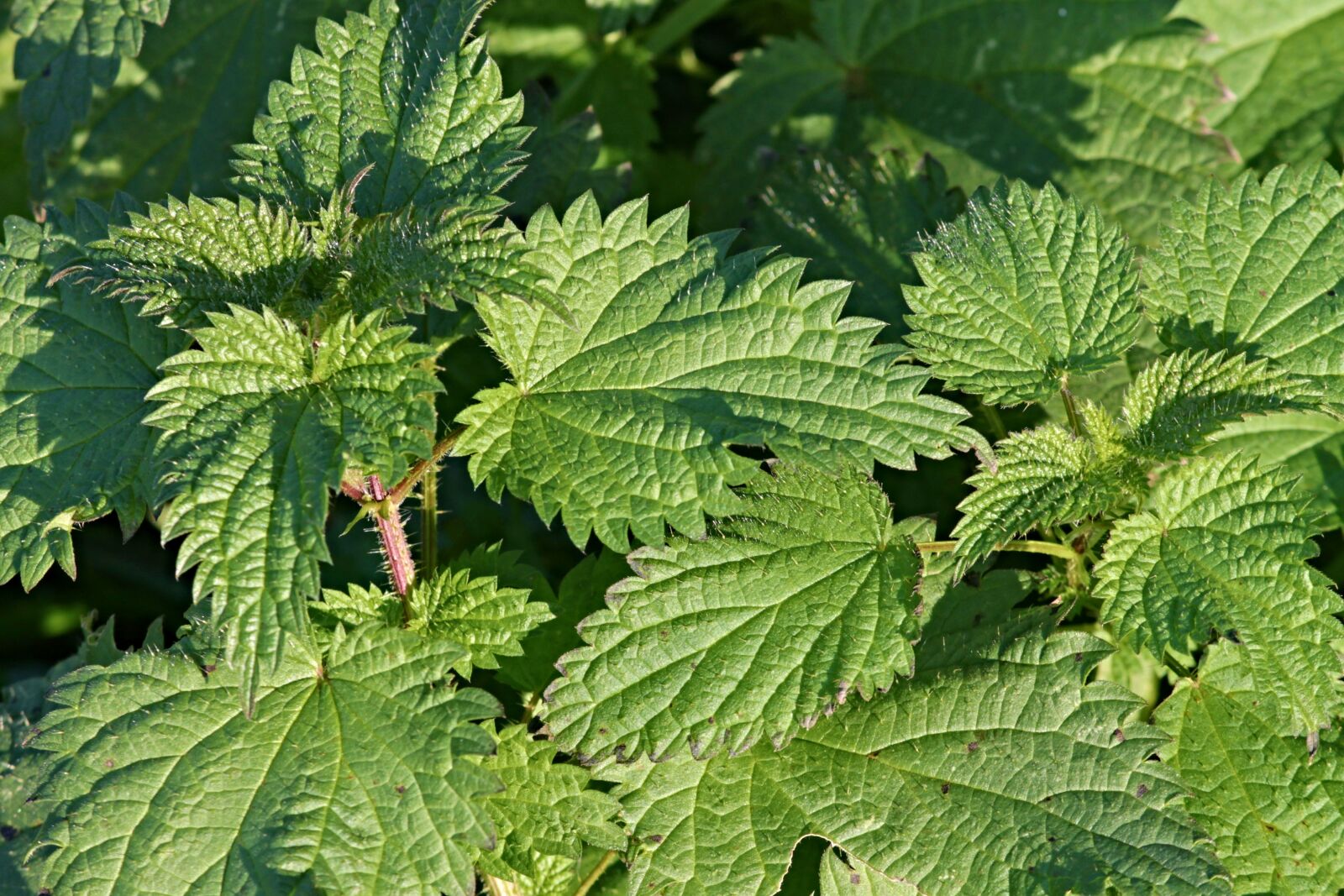 Canon EOS 1100D (EOS Rebel T3 / EOS Kiss X50) sample photo. Stinging nettles, urticaceae, nature photography