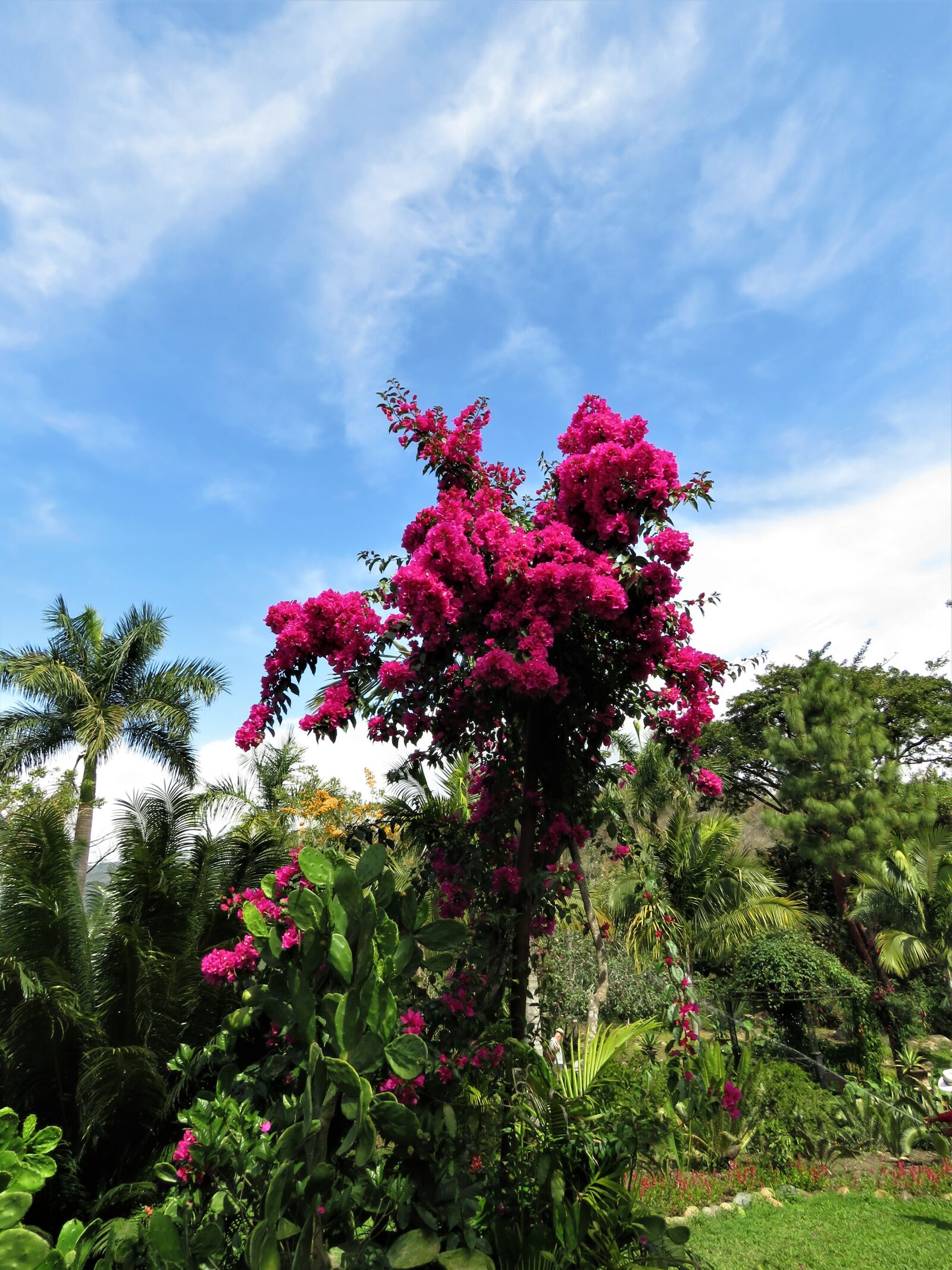 Canon PowerShot SX60 HS sample photo. Bogandia, flower garden, tropical photography