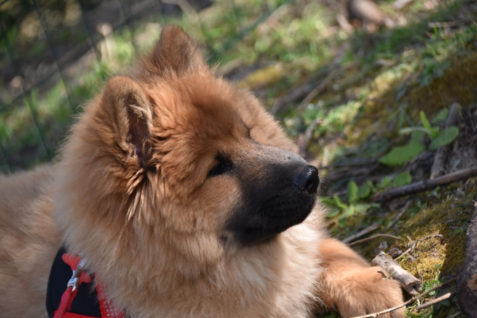 Nikon D5600 sample photo. Dog, dog eurasier, portrait photography