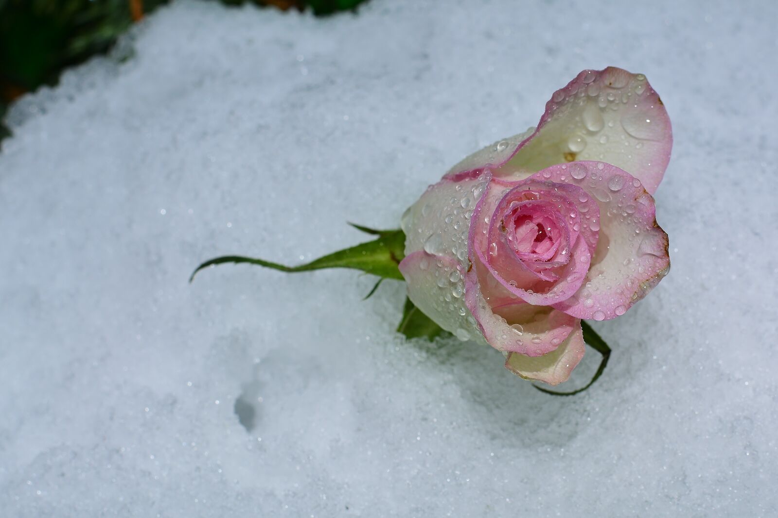 Nikon D5200 sample photo. Snow, rose, cold photography