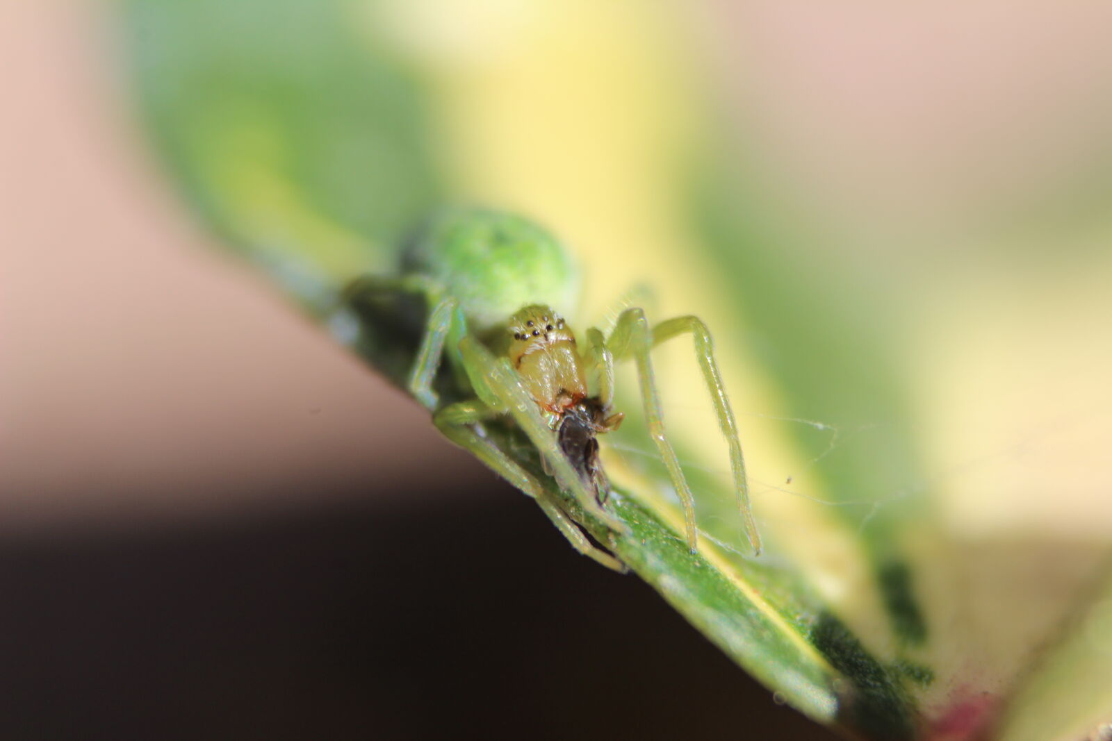 Canon EOS 1300D (EOS Rebel T6 / EOS Kiss X80) sample photo. Caught, eyes, green, spider photography