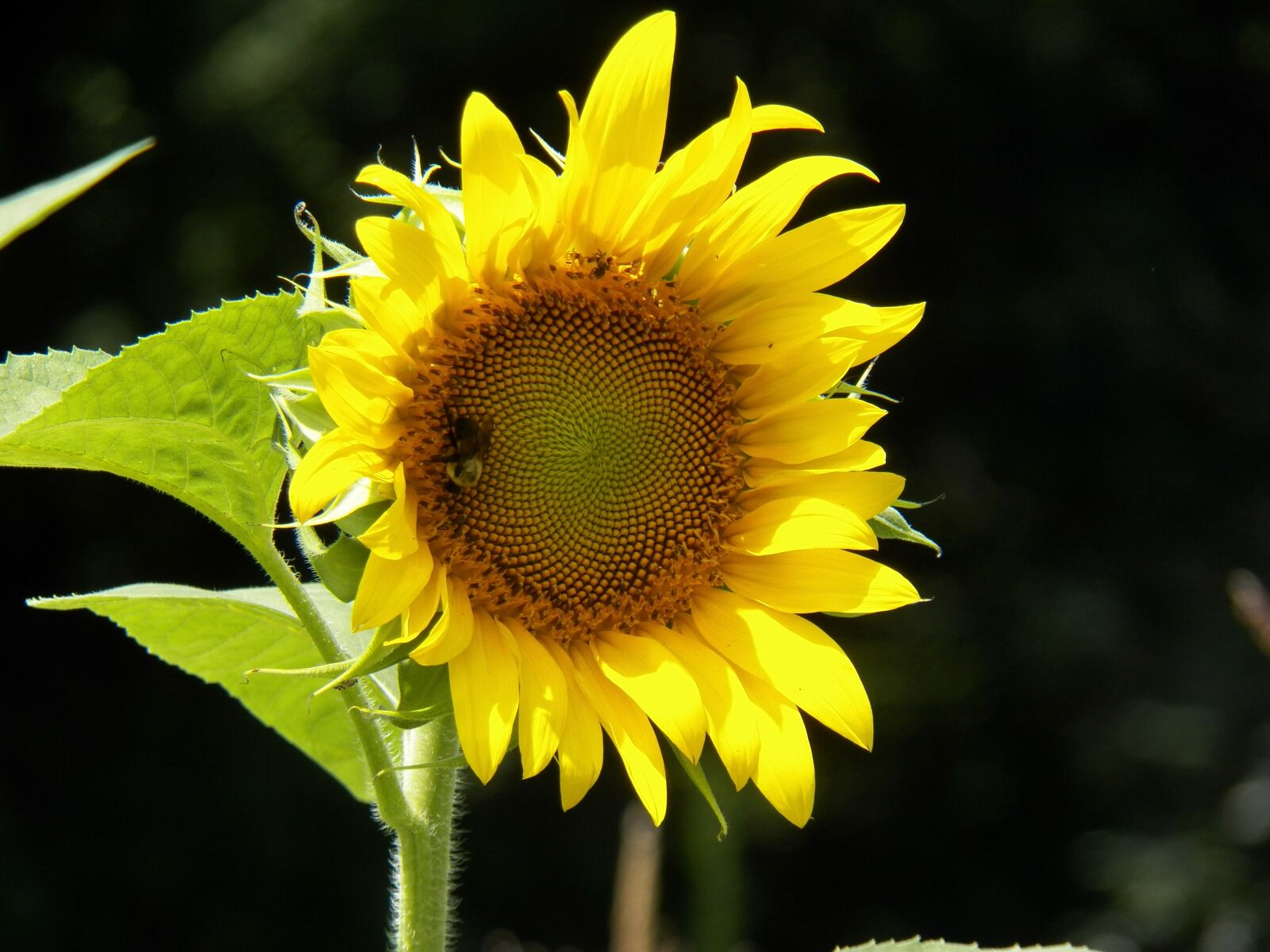 Kodak EasyShare Z990 (EasyShare Max) sample photo. Sunflower, garden spring, autumn photography
