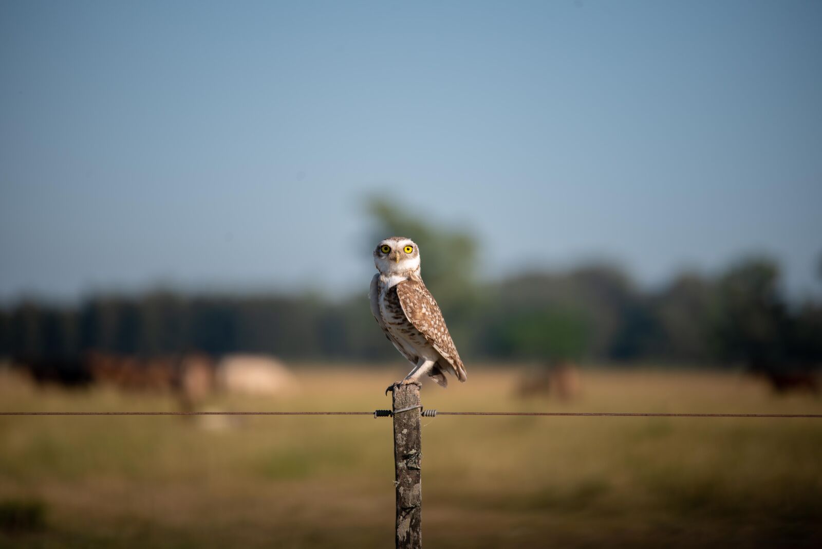 Nikon D750 sample photo. Owl, farm, environment photography