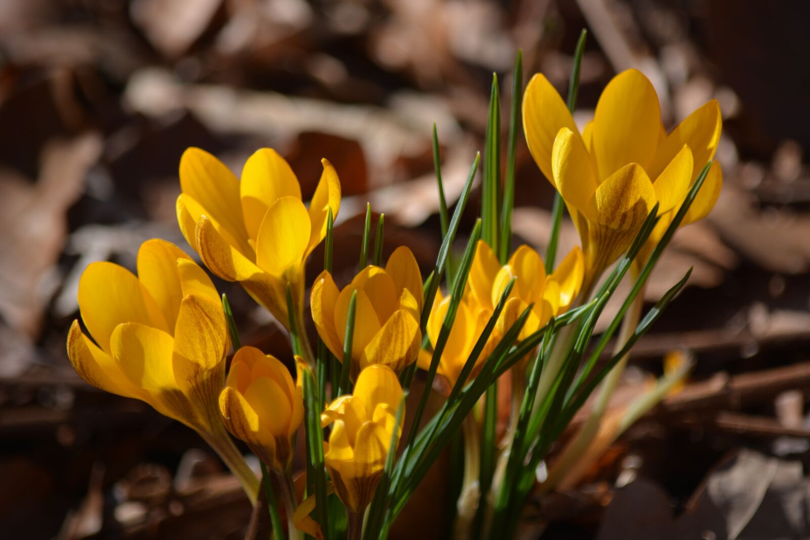 Nikon D7100 sample photo. Nature, plant, crocus photography