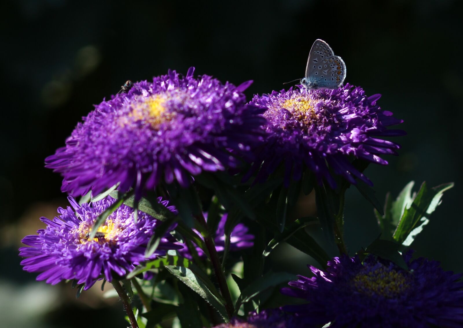 Canon EOS 700D (EOS Rebel T5i / EOS Kiss X7i) + Canon EF 85mm F1.8 USM sample photo. Butterfly, blue, bull's eye photography