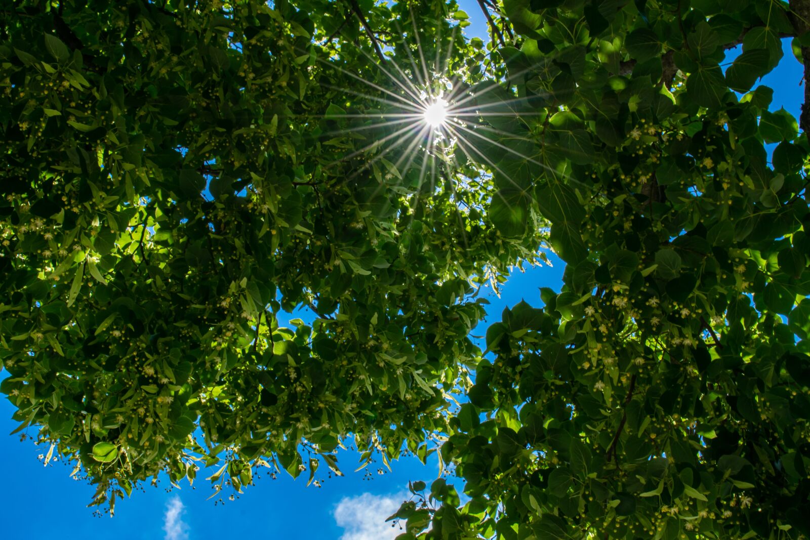 Nikon D5300 sample photo. Crown, sunbeam, linde photography