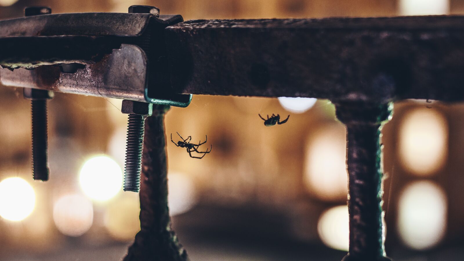 Canon EOS 1300D (EOS Rebel T6 / EOS Kiss X80) + Canon EF 50mm F1.8 STM sample photo. Milan, spider, bokeh photography