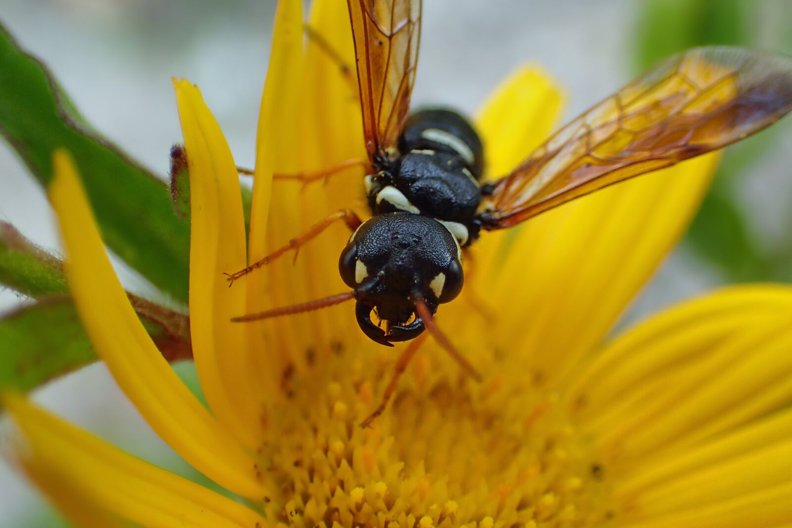 Olympus TG-3 sample photo. Animal, insect, wasp photography