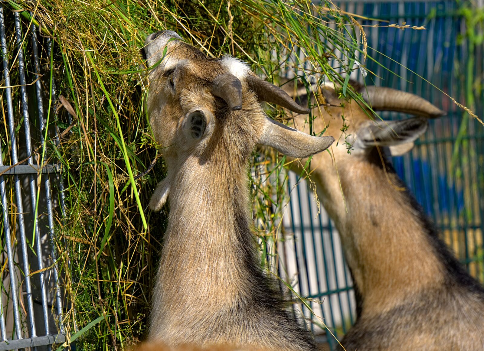 Sony E 55-210mm F4.5-6.3 OSS sample photo. Goat, goats, eat photography