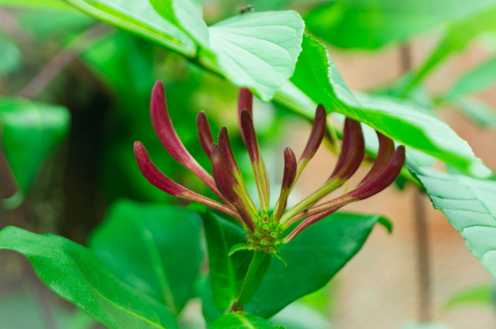 Sony SLT-A37 sample photo. Ranke, plant, climber plant photography