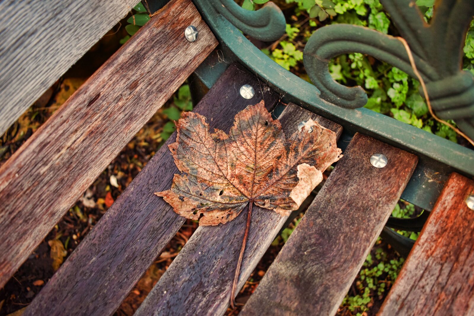 Nikon D3500 sample photo. Autumn, leaf, nature photography