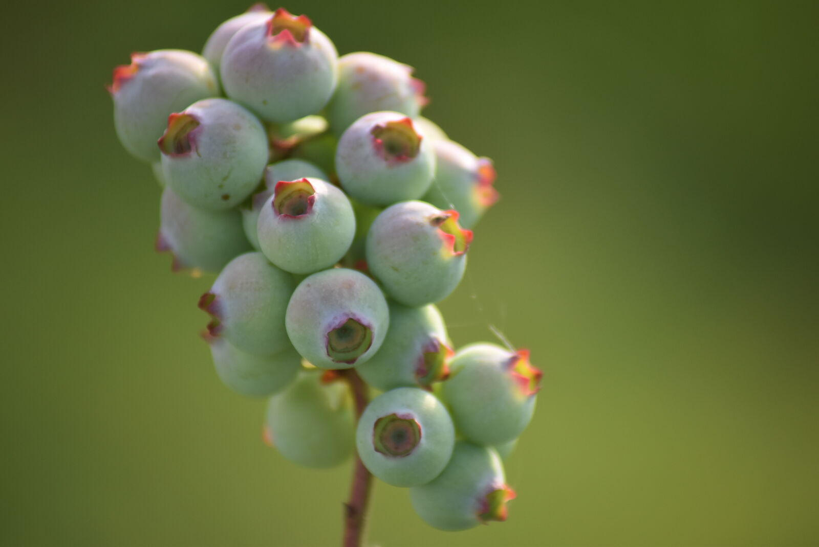 Nikon D5500 sample photo. Blue, blueberries, grow, organic photography