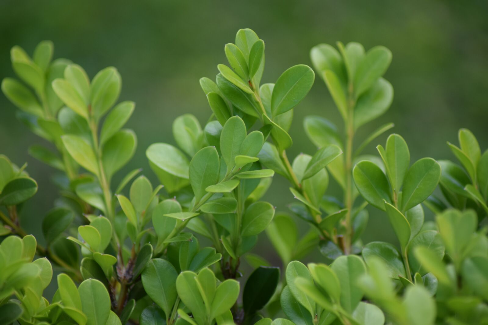 Nikon D3300 sample photo. Green, leaves, effect photography