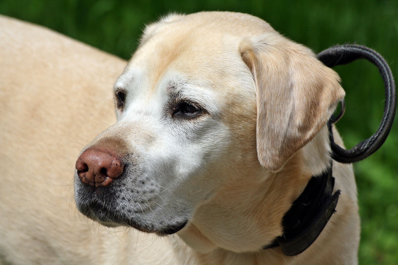 Canon EOS 1000D (EOS Digital Rebel XS / EOS Kiss F) sample photo. Dog, animal, labrador photography