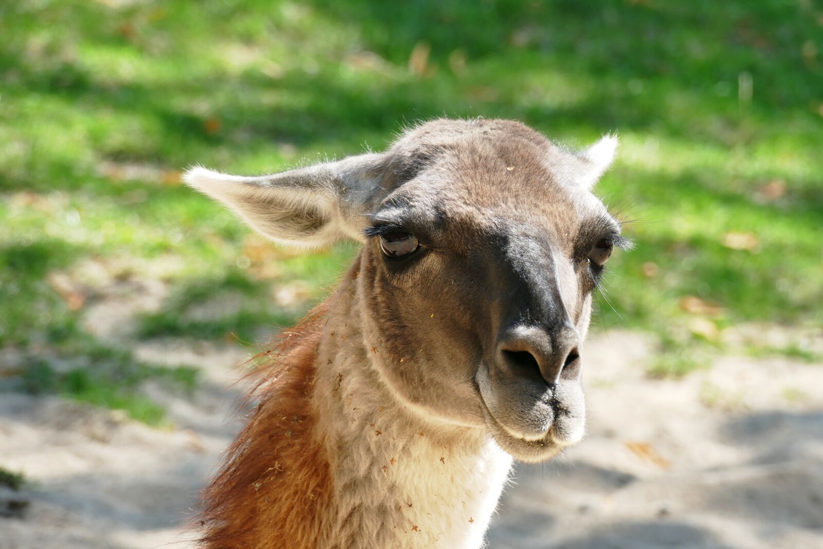 Panasonic Lumix DMC-FZ1000 sample photo. Guanaco, lama guanicoe, huanako photography