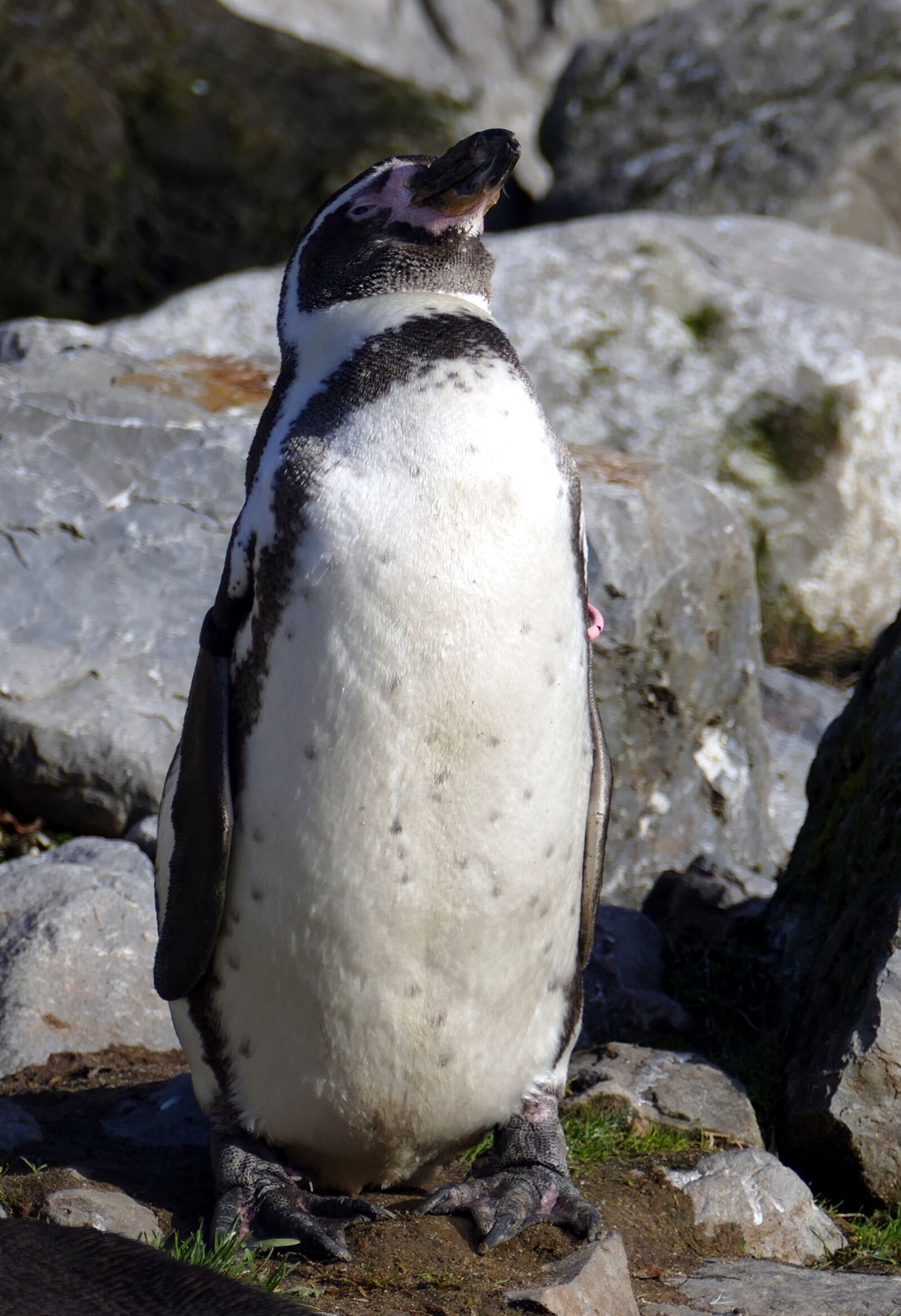 Panasonic Lumix DMC-FZ1000 sample photo. Penguin, humboldt, bird photography