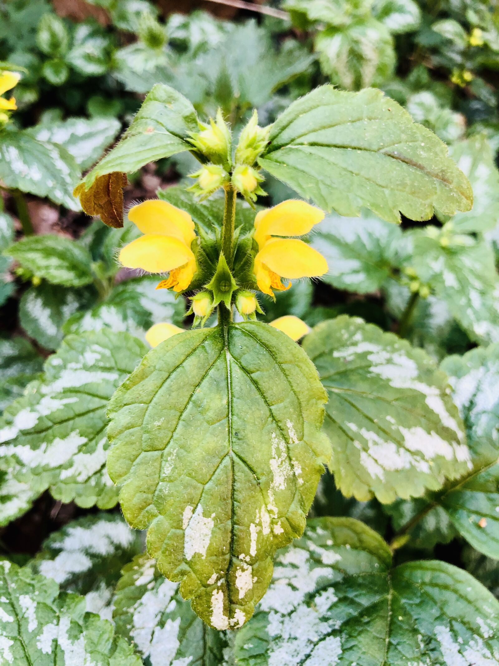 iPhone X back dual camera 4mm f/1.8 sample photo. Archangel, plant, nature photography