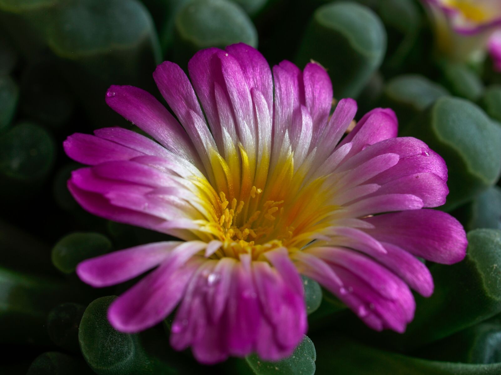 Olympus E-500 (EVOLT E-500) sample photo. Sukulent, flower, close up photography